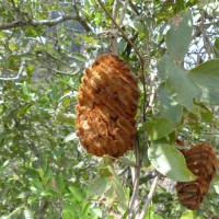 Mucuna atropurpurea (Roxb.) DC. ex Wight